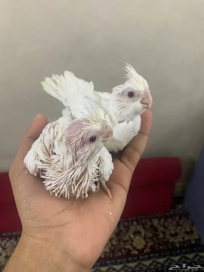 فروخ كروان 0