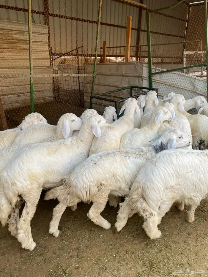 بهم حريات فاخره 1