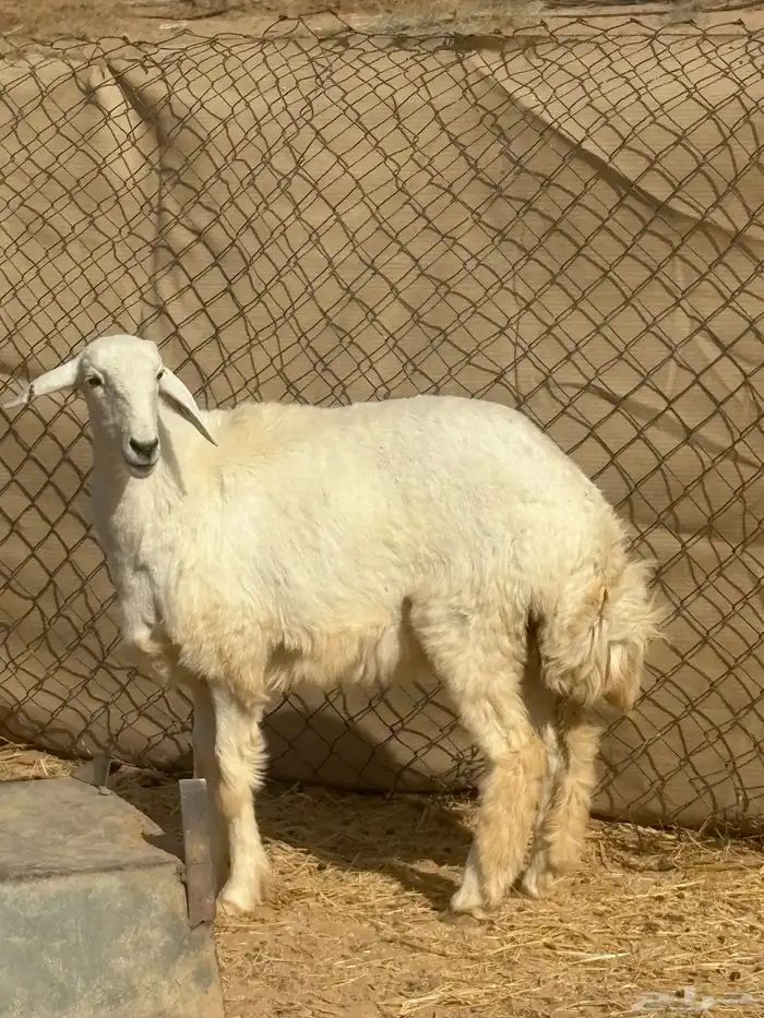 رخل حريه صنف 1