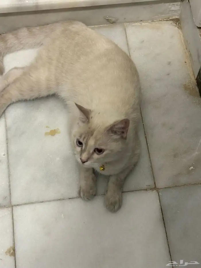 قط ضايع في رابغ 1