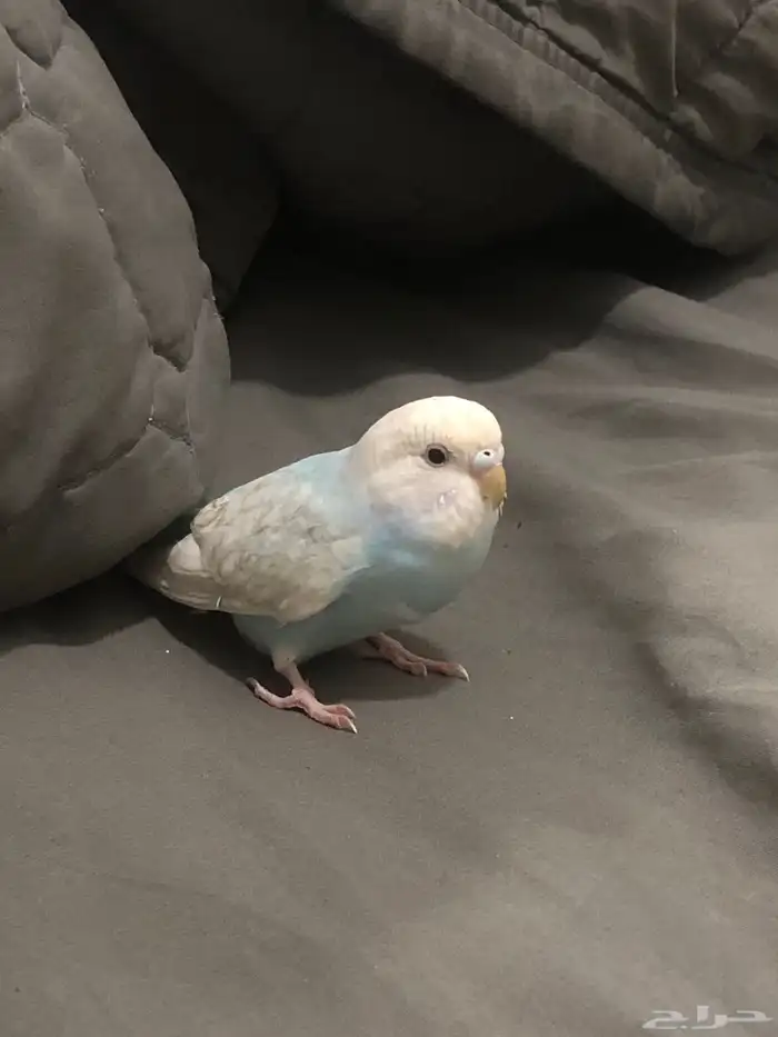 جوز بادجي للبيع 5