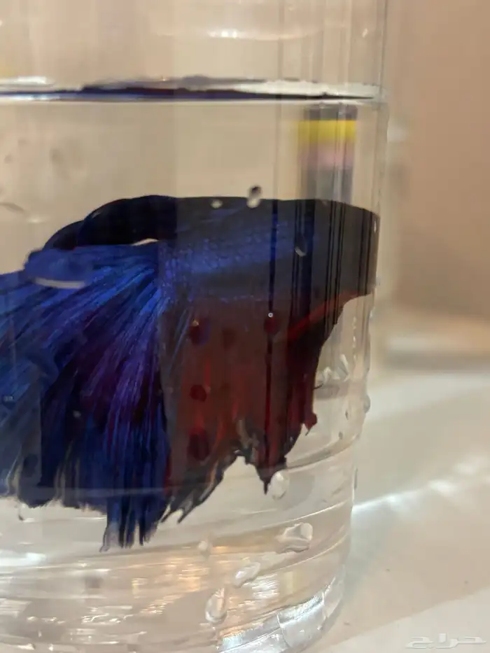 اسماك الفايتر 11