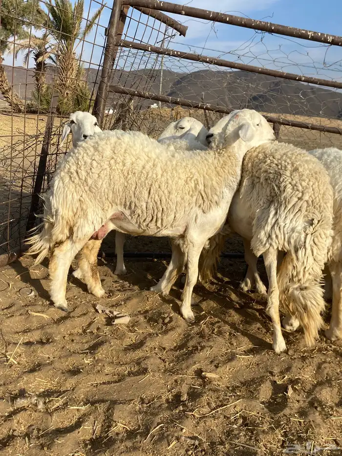 رخال حريات صنف الصنف دفيع 6