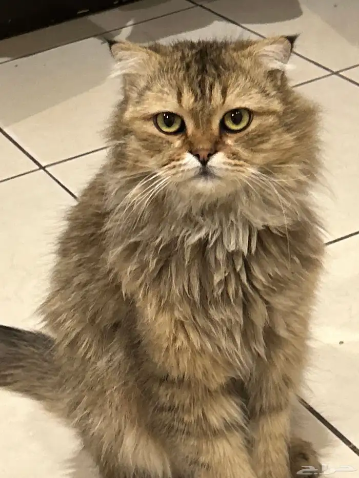 قط شيرازي تبني 0