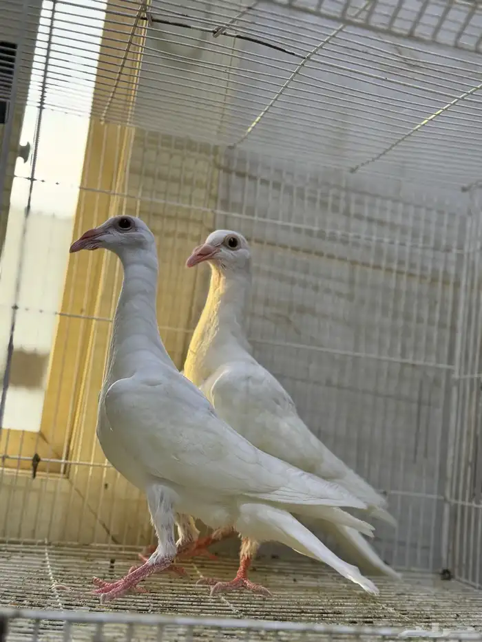 طبات كارير ابيض 1