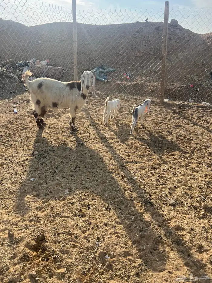 عنز متبع بجفرتين 3