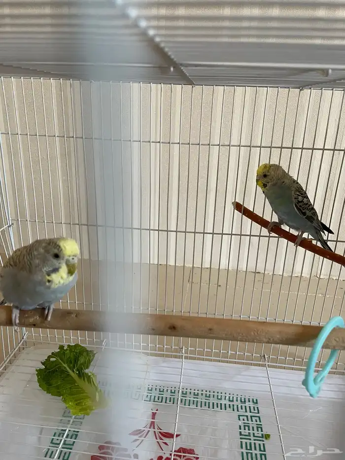 زوج طيور بادجي منتج من قبل بيع مستعجل 0