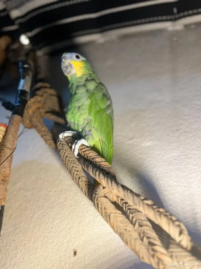 ببغاء الامازوني 4
