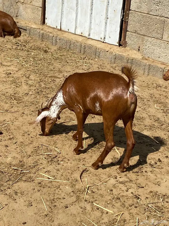 ماعز غنم مراح 0