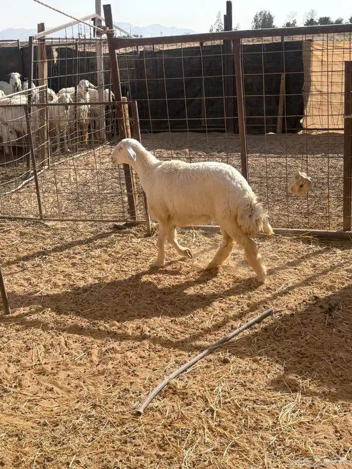 رخل حريه صنف 2