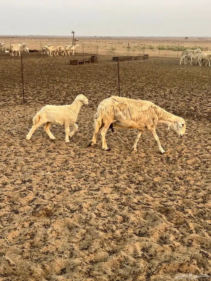 2 ولد رخل ثنية ونعجه 4