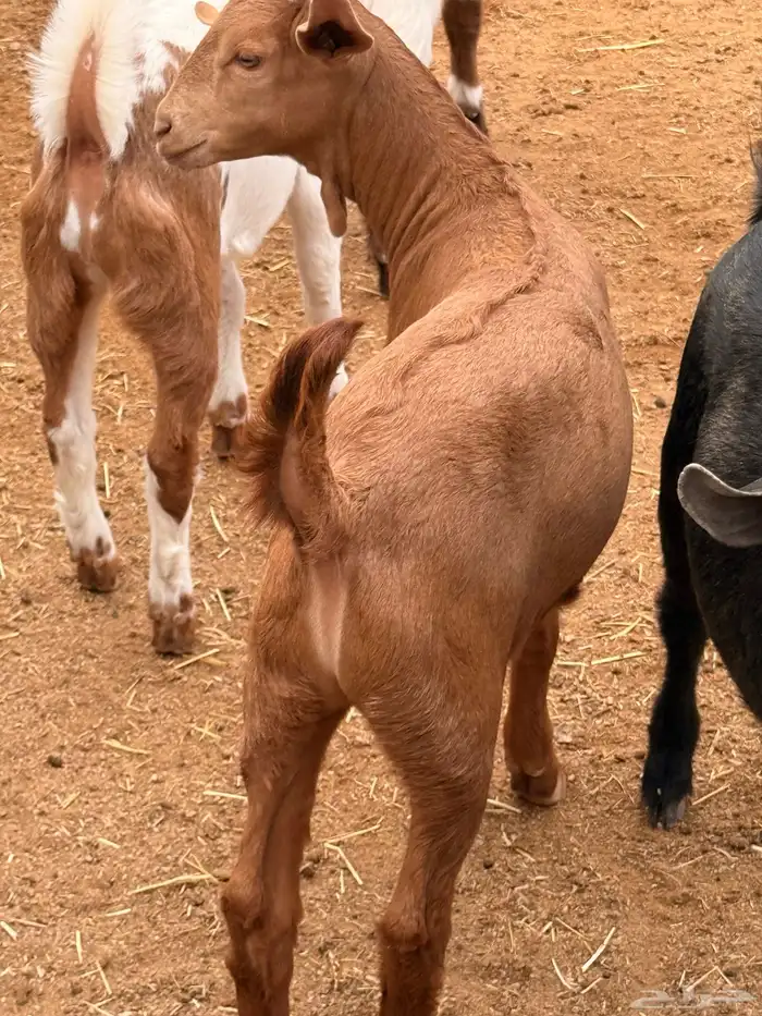 30 تيوس مخاصي وجفار 1