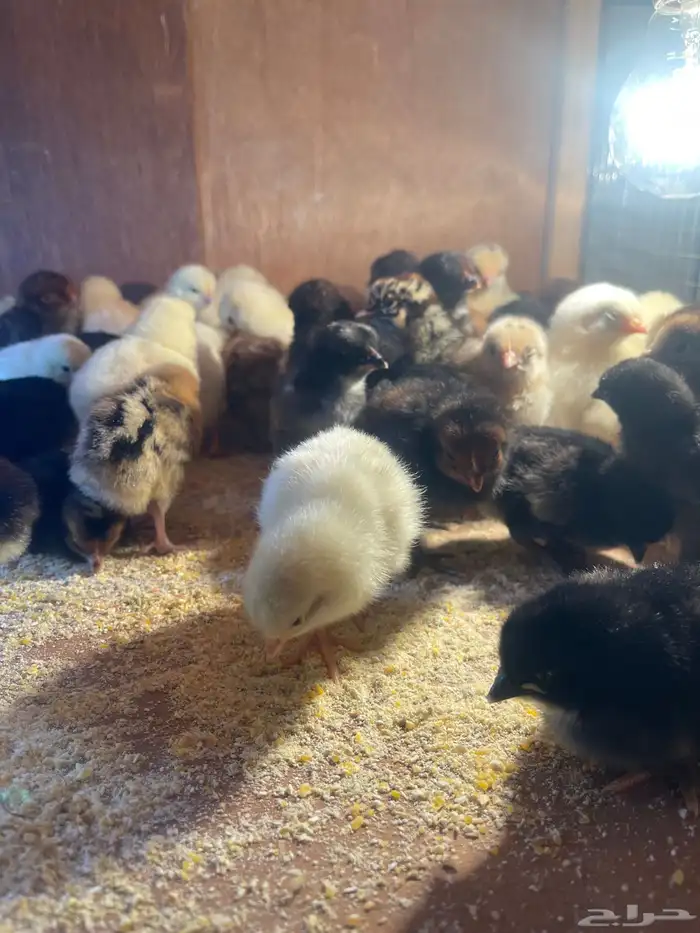 صوص العمر يومين 3