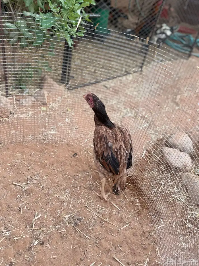 للبيع دجاج باكستاني 0