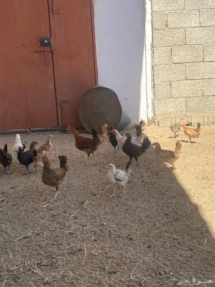 البيع دجاج بلدي شرط من المرض 5