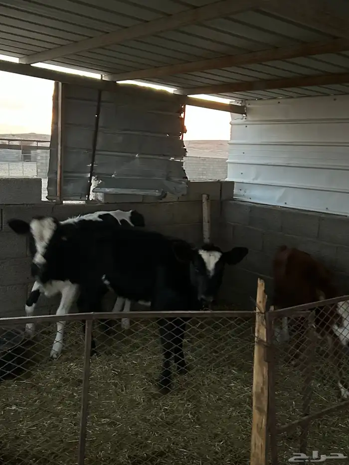 بقر خلفات للبيع 4