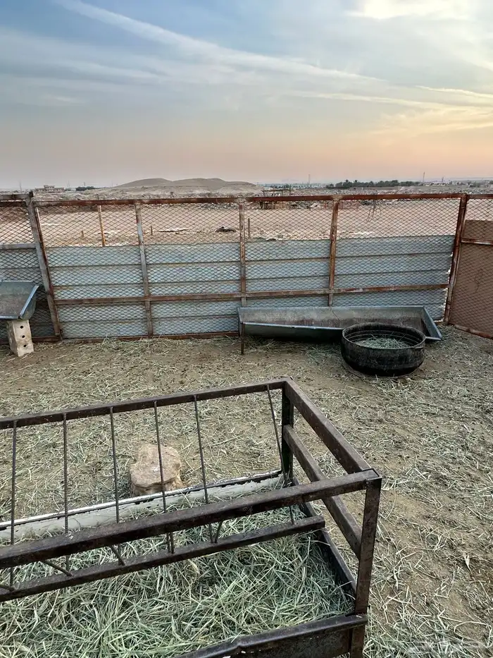 شبوك ودرف للاغنام 0