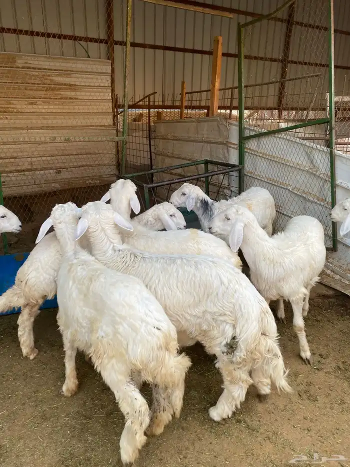 بهم حريات فاخره 8