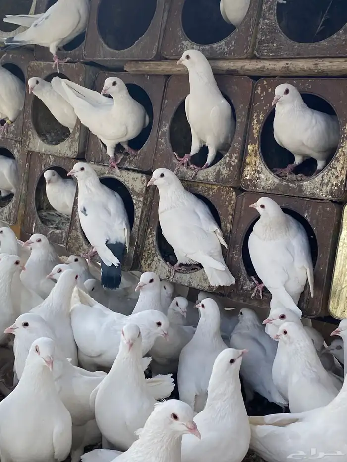 حمام فرنسي سوبر جانبو 7