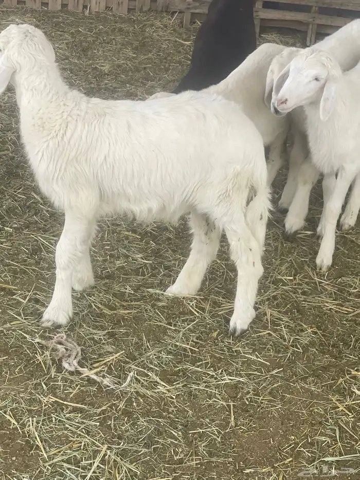 بهم حري بهم دواغير 28