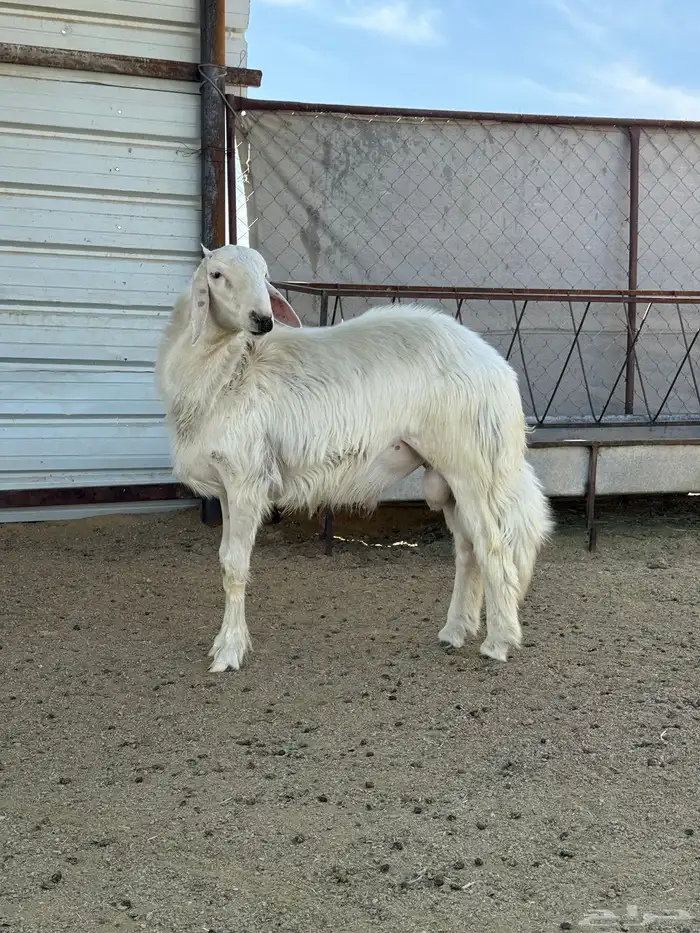 خروف اصفر كفو مشروع فحل 0