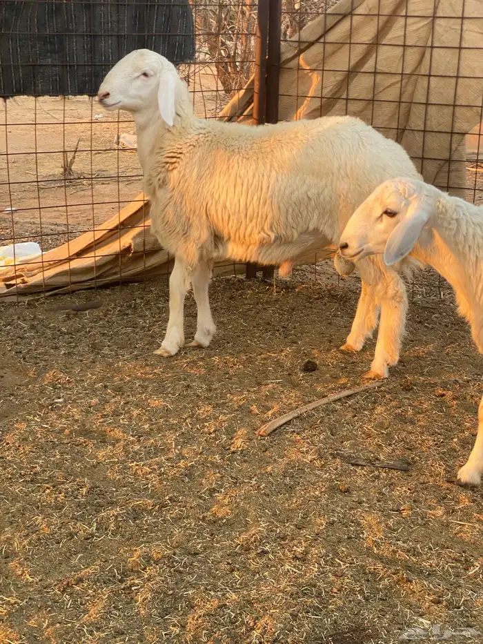 طليان حريه فروع 0