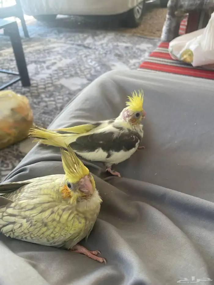 فرخين كروان كوكتيل 1