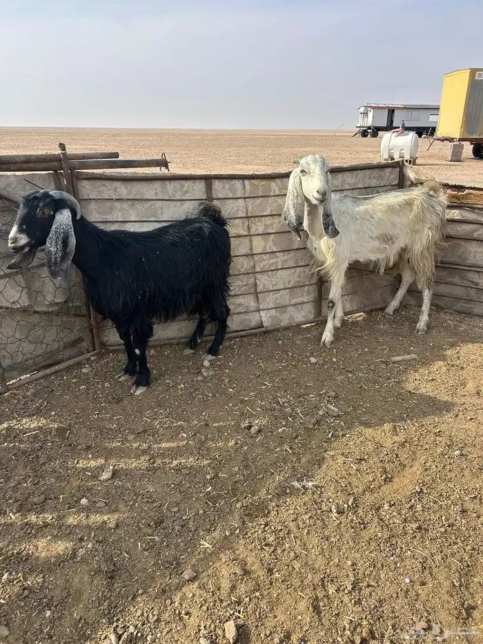 معزاء العدد 2 1