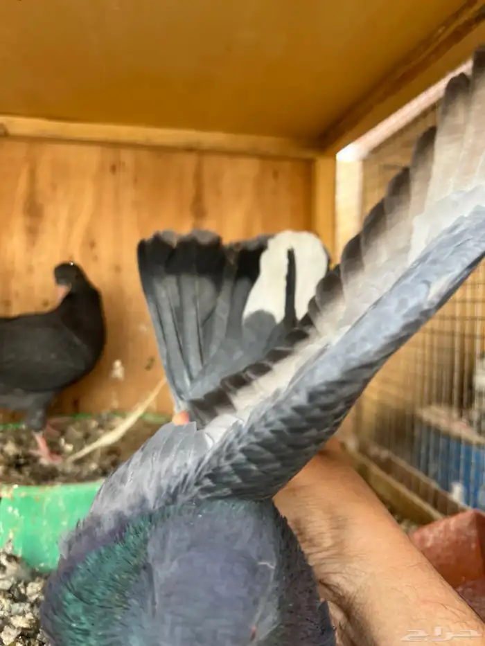 جوز قطايف بفروخه معاريف 4