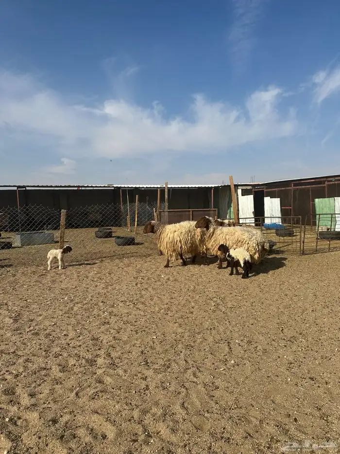 مطافيل انعيم طيبه اللبييع 5