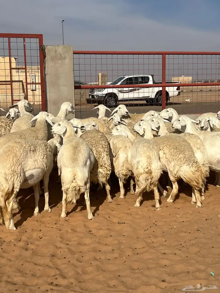 حريات صنف الصنف مراح متعوب عليه 37