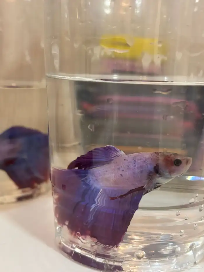 اسماك الفايتر 7