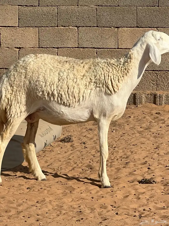 حريات صنف الصنف مراح متعوب عليه 31