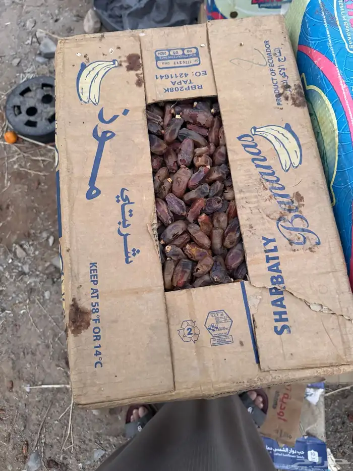تمر خربان للبيع 2