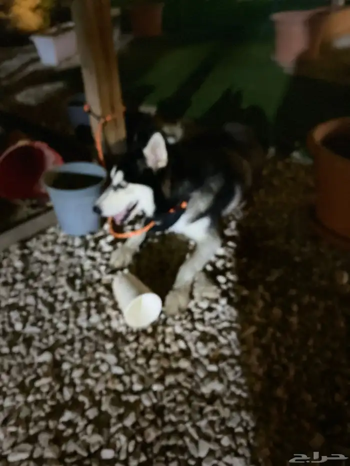 هاسكي انثى للبيع عمر8شهور 1