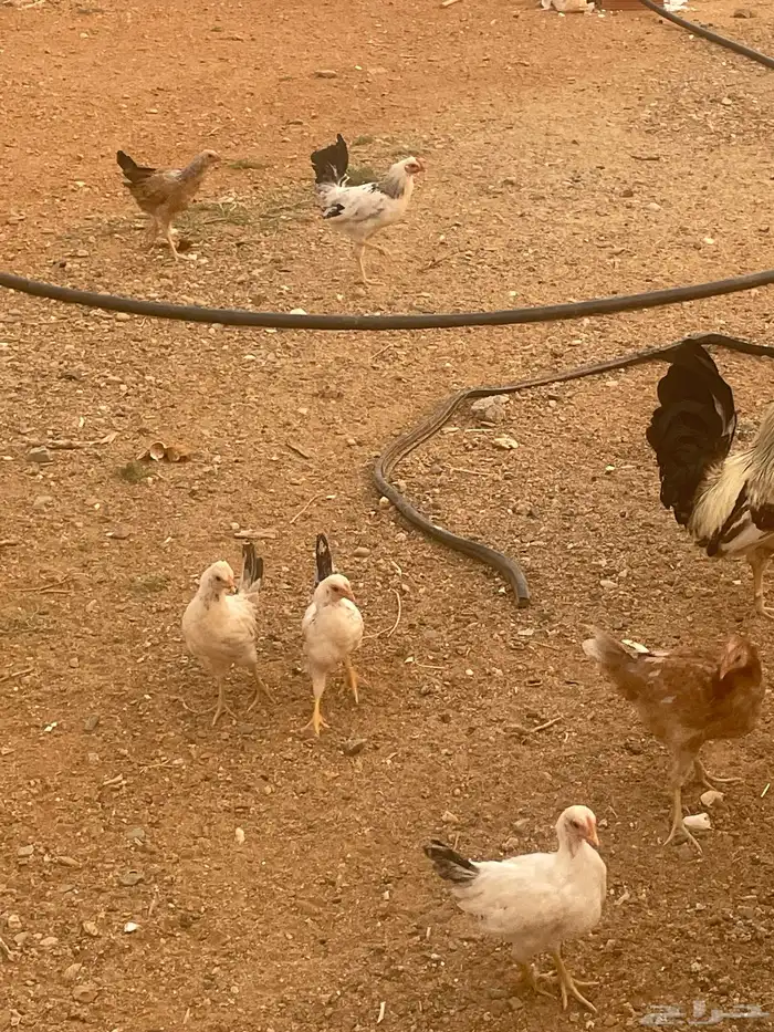 5 دجاج العمر 3 شهور 2