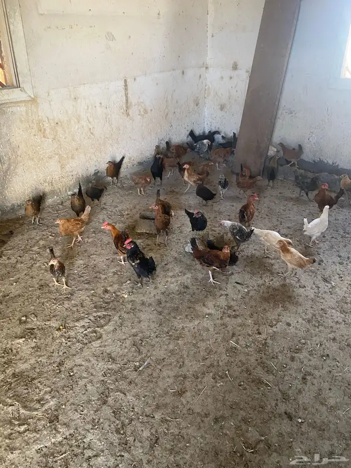 البيع دجاج بلدي شرط من المرض 1