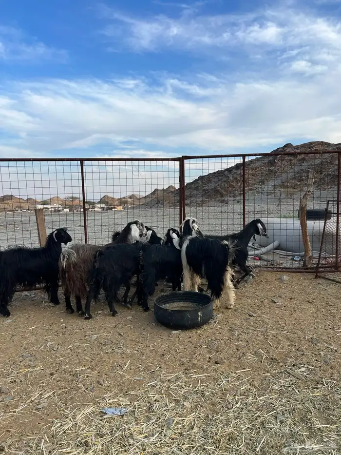 غنم وجفار مراح مضاريع ودفيع 7