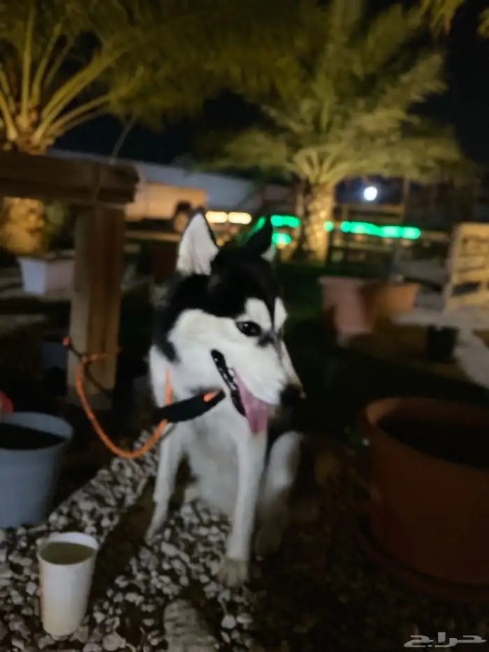 هاسكي انثى للبيع عمر8شهور 4