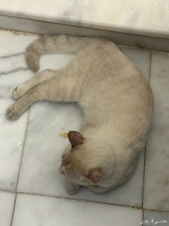 قط ضايع في رابغ 3