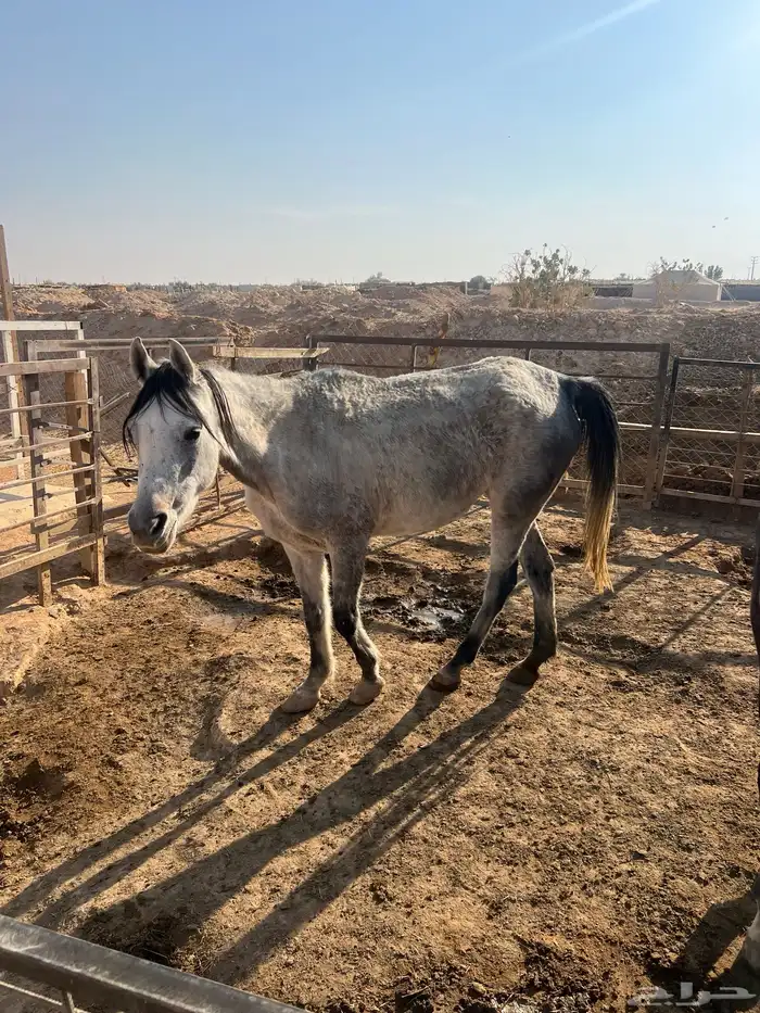 فرس شعبية ومهر 0