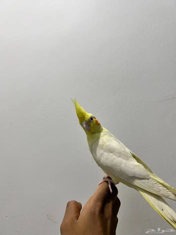 بغبغان كرمال 2