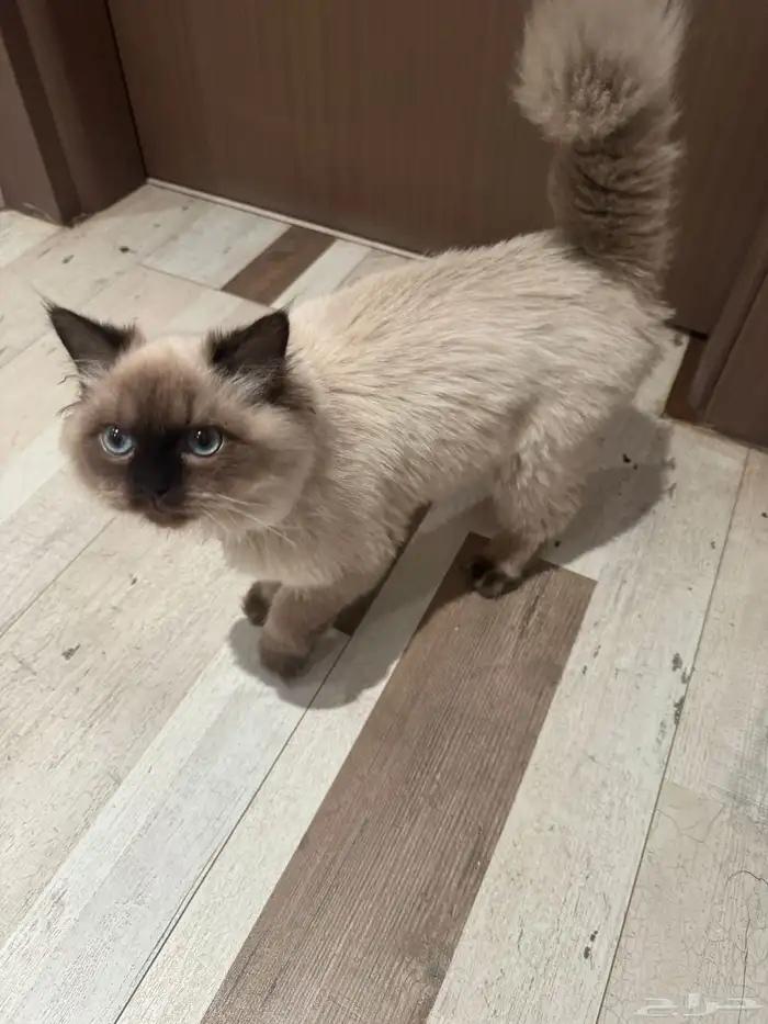 قطوه همالايا عمرها 7 شهور تقريبا بدون مقابل 0