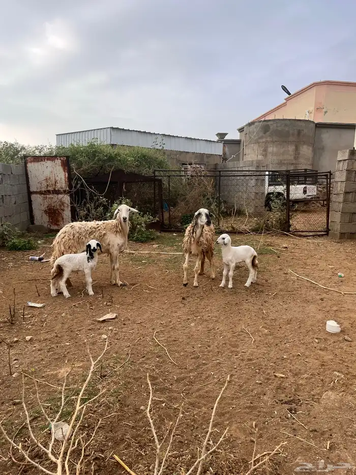 نعجتين منتوجه 0