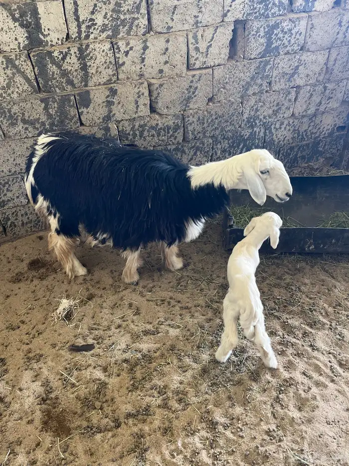 نجدية جذعه تحتها خروف مهجن حري ورايم وديد سليم ومشروطه 1