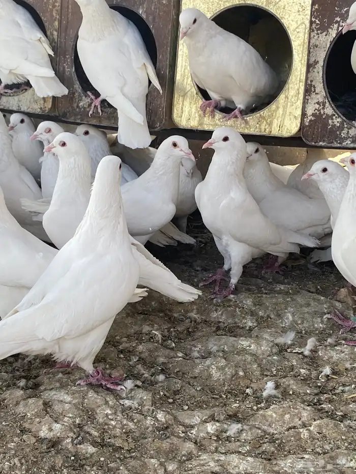 حمام فرنسي سوبر جانبو 3