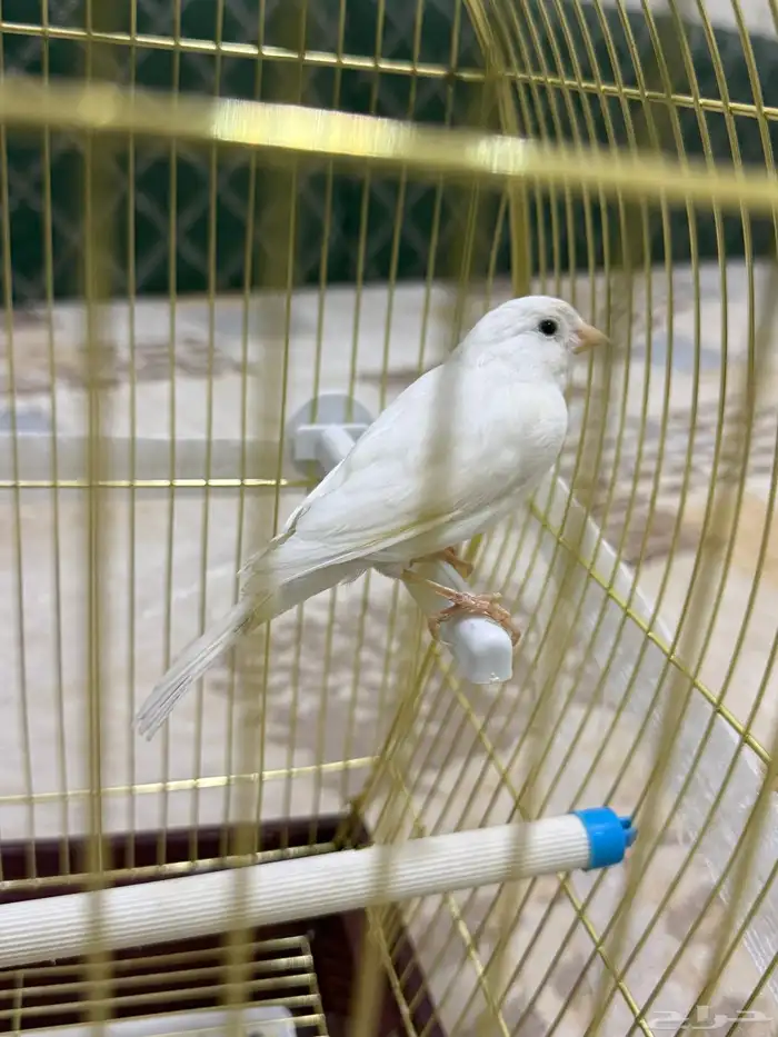 للبيع ذكر كناري آبيض تغريد حريقه 2