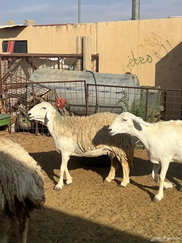 حريات صنف الصنف مراح متعوب عليه 4