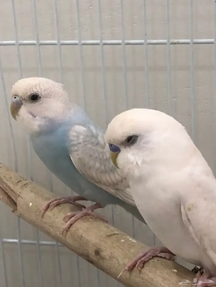 جوز بادجي للبيع 7