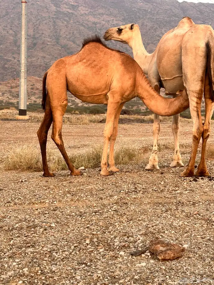 بكره للبيع 2